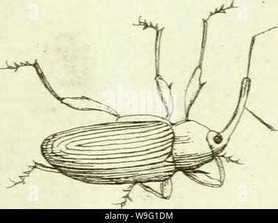 Immagine di archivio da pagina 92 del [Curculionidae] (1800) Foto Stock