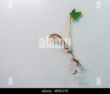 Un seme alato di Acer saccharinum, silverleaf acero, produce un germoglio. Kansas, Stati Uniti d'America. Foto Stock