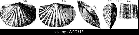 Immagine di archivio da pagina 99 di un dizionario dei fossili Foto Stock