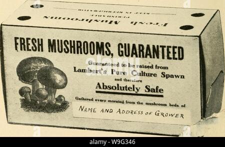 Immagine di archivio da pagina 99 dei funghi coltivati (1913) Foto Stock