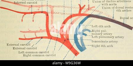 Immagine di archivio da pagina 100 di Cunningham il libro di testo di anatomia (1914). Cunningham il libro di testo di anatomia cunninghamstextb00cunn Anno: 1914 ( X 1 archi atroph: arterie polmonari Fig. Carotidi esterna .' radice ventrale del terzo arco / radice ventrale della quarta e quinta archi / Truncus aorticus 85.âSchema di archi aortico di ax embrione, 9 mm. a lungo. (Dopo Tandeln, modificati). La seconda e la terza archi hanno atrophied e il transitorio di quinto è apparso. notevolmente progredita in sviluppo. Due archi aortica, su ciascun lato, ora collegare l'estremità cefalica del cuore con la primitiva aorta dorsale. Foto Stock