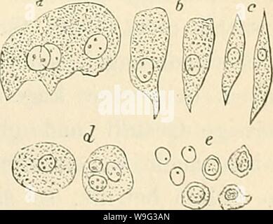 Immagine di archivio da pagina 100 del cursus der normalen Histologie zur Foto Stock