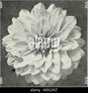 Immagine di archivio da pagina 103 di Currie del giardino della molla annuale. Currie del giardino : annuale Primavera 1931 56th anno curriesgardenann19curr Anno: 1931 ( CURRIE BROTHERS CO. MILWAUKEE, Wisconsin peonia- dalie fioriti Ogni realizzazione - (Alex- ander.) Il fiore è un chiaro, ricco, vellutato maroon; collarette, una bella Snowy White molto daintily over-prevista con una delicata sfumatura di colore rosa cremisi di $0.25 BESSIE SEABURY-bianco, molto daintily sovrapposto un deli- cate MALVA-ROSA 25 CHANSON-y il colore è profondo il lilla con un blush sheen. Un grande pieno fiore su una splendida stelo 50 CLEOPATR A-(Marean) Flusso di grandi dimensioni Foto Stock