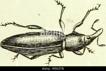 Immagine di archivio da pagina 104 di [Curculionidae] (1800) Foto Stock