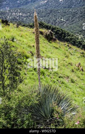 Agave angustifolia, Agave vivipara. specie con cui la bevanda Bacanora è prodotta. Il ixtli del Messico, magüey divina o theometl del Messico anche chiamato spratto, lechugilla, marginata, nome scientifico Agave angustifolia. Appartenente alla famiglia agavaceae. Sierra Los Locos nel comune di San Felipe de Jesús, Sonora, Messico. La diversità Expeditions Madrean. MDE (Foto: LuisGutierrez / NortePhoto.com) Agave angustifolia, Agave vivipara. especie con la cual se produrre la bebida Bacanora. El ixtli de México, magüey divino o theometl de México​ tambien llamado espadín, lechugilla, marginata Foto Stock