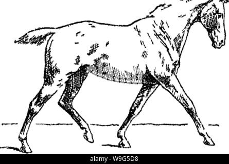 Immagine di archivio da pagina 114 di punti del cavallo; Foto Stock