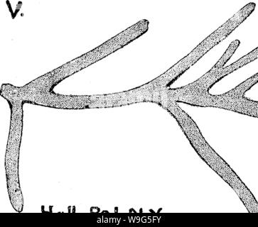 Immagine di archivio da pagina 116 di un dizionario dei fossili Foto Stock