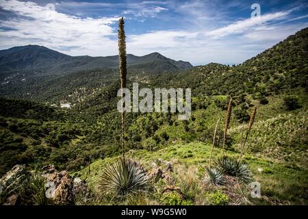 Agave angustifolia, Agave vivipara. specie con cui la bevanda Bacanora è prodotta. Il ixtli del Messico, magüey divina o theometl del Messico anche chiamato spratto, lechugilla, marginata, nome scientifico Agave angustifolia. Appartenente alla famiglia agavaceae. Sierra Los Locos nel comune di San Felipe de Jesús, Sonora, Messico. La diversità Expeditions Madrean. MDE (Foto: LuisGutierrez / NortePhoto.com) Agave angustifolia, Agave vivipara. especie con la cual se produrre la bebida Bacanora. El ixtli de México, magüey divino o theometl de México​ tambien llamado espadín, lechugilla, marginata Foto Stock