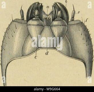 Immagine di archivio da pagina 120 di Métamorphoses moeurs et istinti des. MeÌtamorphoses mÅurs istinti et des insectes (insectes, myriapodes, arachnides, crustaceÌs) CUbiodiversity1118075 Anno: 1868 ( LES APPAREILS ET LES FUNZIONI A DE LA NUTRIZIONE. H5 deux longues tiges flessibili intimement rapprochÃes, cmialiculÃes Ã l'intÃrieur, de faÃ§su Ã mÃnager condotto delle Nazioni Unite. Une osservazione un peu attento fait apercevoir à la base de chaque tige onu rudimentaire palpe, appendice caractÃristique d'une mÃ¢choire. Le caractÃ¨re essentiel et la posizione des parti clairement montrent Foto Stock