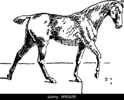 Immagine di archivio da pagina 121 di punti del cavallo; Foto Stock