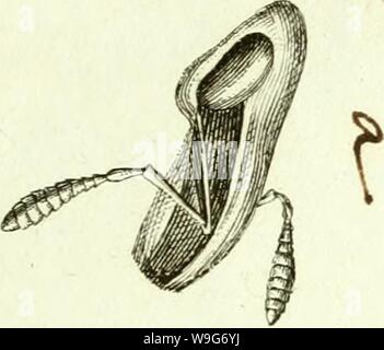 Immagine di archivio da pagina 126 di [Curculionidae] (1800) Foto Stock