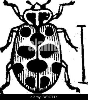 Immagine di archivio da pagina 126 di insetti dannosi per frutti illustrato Foto Stock