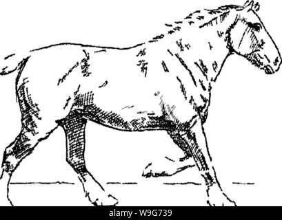 Immagine di archivio da pagina 126 di punti del cavallo; Foto Stock