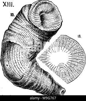 Immagine di archivio da pagina 128 di un dizionario dei fossili Foto Stock