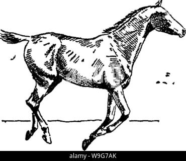 Immagine di archivio da pagina 128 di punti del cavallo; Foto Stock