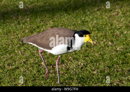 Sydney Australia, mascherato nativo Pavoncella camminare sul prato di parco locale Foto Stock