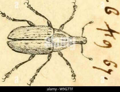 Immagine di archivio da pagina 134 di [Curculionidae] (1800) Foto Stock