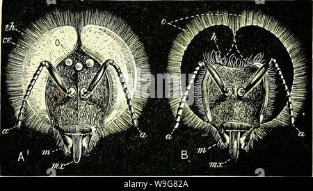 Immagine di archivio da pagina 136 di api e apicoltura; scientifico e. Api & apicoltura; scientifico e pratico. Un trattato completo sull'anatomia, fisiologia, relazioni floreali e proficua gestione dell'alveare bee CUbiodiversity1154323 Anno: 1886 ( ORGANI DI SENSO speciale. 117 La gentilezza del sig. V. Novitzki, che mi ha inviato un numero di fuchi, le teste di due dei quali sono accuratamente disegnato in Fig. 23. A è un vero e proprio albino, gli occhi, com- pound e semplice essendo uguali assolutamente priva di pigmento. Questi fuchi evidentemente visto nulla chiaramente, sebbene essi potrebbero distinguere la luce; per, se posto io Foto Stock