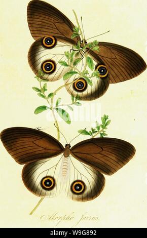 Immagine di archivio da pagina 138 di storia naturale degli insetti Foto Stock