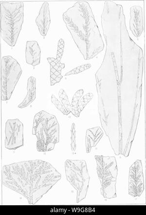 Immagine di archivio da pagina 138 del Cretaceo flora del sud Foto Stock