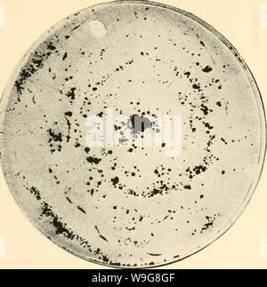 Immagine di archivio da pagina 140 della cultura e le malattie del. La cultura e le malattie del pisello dolce culturediseaseso01taub Anno: 1917 ( Fig. 8.-coltura pura del pisello dolce Rhizoctonia, mostrando i grandi e i piccoli sclerozi del fungo. Foto Stock