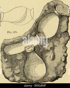 Immagine di archivio da pagina 142 della American ragni e loro la filatura. Ragni americani e il loro lavoro di filatura. Una storia naturale dell'orbweaving ragni degli Stati Uniti, con particolare riguardo alla loro industria e abitudini CUbiodiversity1121211-9810 Anno: 1889 ( GENERALE COCOONINO ABITUDINI DI SPIDISKS. 139 che realizza Frencli arachiiologist, M. Eugene Simon, ha recentemente aggiunto in gran parte alla nostra conoscenza di questo interessante tribù. Una visita in Sud America gli ha permesso di effettuare studi personali della botola di nidi, bimon su j questi hanno ha])pily fonid espressione in mirabilmente tracciata ragni p'IIT Foto Stock