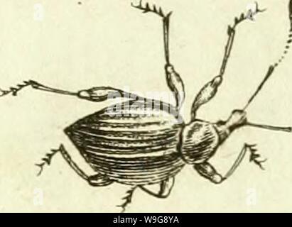 Immagine di archivio da pagina 144 di [Curculionidae] (1800) Foto Stock