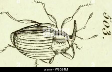 Immagine di archivio da pagina 146 di [Curculionidae] (1800) Foto Stock