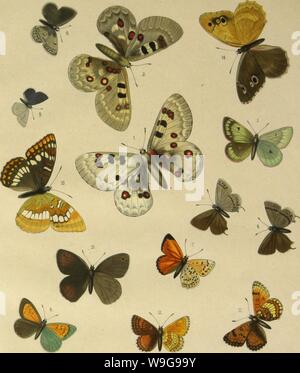 Immagine di archivio da pagina 148 di Cheshuekrylyi͡a (Lepidoptera) (1874) Foto Stock