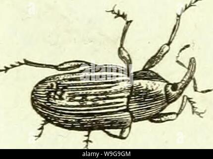 Immagine di archivio da pagina 150 di [Curculionidae] (1800) Foto Stock