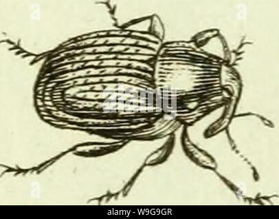 Immagine di archivio da pagina 150 di [Curculionidae] (1800) Foto Stock