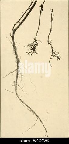 Immagine di archivio da pagina 155 della cultura e le malattie del. La cultura e le malattie del pisello dolce culturediseaseso01taub Anno: 1917 ( Fig. 12.-root rot causato da Thielavia. Le radici del malato e le piante sane della stessa età rispetto. Foto Stock