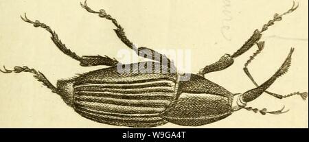 Immagine di archivio da pagina 158 di [Curculionidae] (1800) Foto Stock