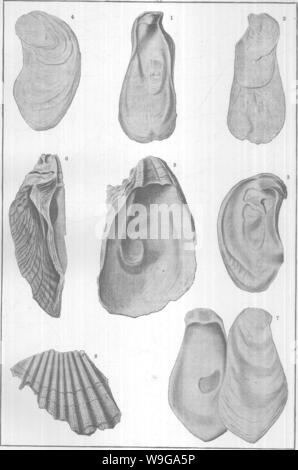 Immagine di archivio da pagina 158 di molluschi e crostacei del Foto Stock