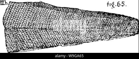 Immagine di archivio da pagina 159 di un dizionario dei fossili Foto Stock