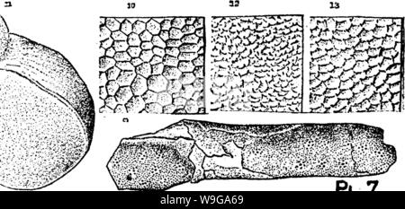 Immagine di archivio da pagina 159 di un dizionario dei fossili Foto Stock