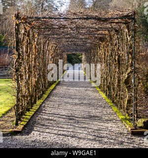 Vista invernale di un arbor formando un lungo tunnel trovati sui motivi del Ashford Castle Gardens Foto Stock