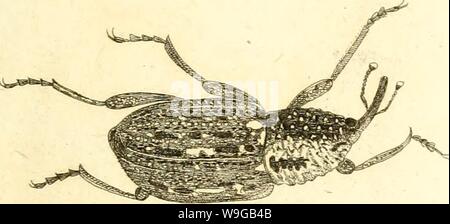 Immagine di archivio da pagina 168 di [Curculionidae] (1800) Foto Stock