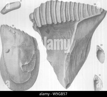 Immagine di archivio da pagina 167 di molluschi e crostacei del Foto Stock