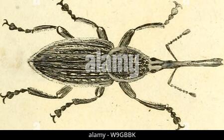 Immagine di archivio da pagina 170 di [Curculionidae] (1800) Foto Stock