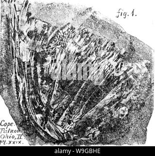 Immagine di archivio da pagina 171 di un dizionario dei fossili Foto Stock