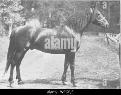 Immagine di archivio da pagina 171 di punti del cavallo; Foto Stock