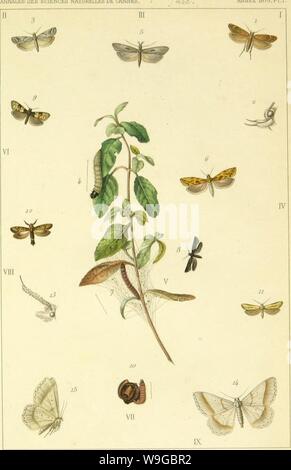 Immagine di archivio da pagina 172 di Lépidoptérologie (1881) Foto Stock