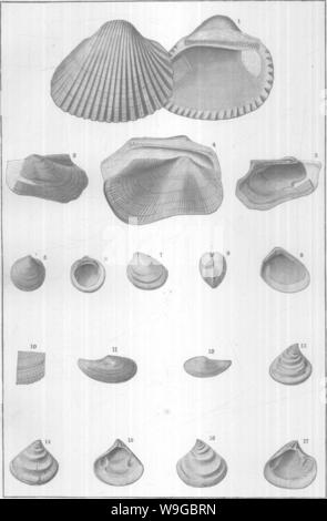 Immagine di archivio da pagina 173 di molluschi e crostacei del Foto Stock