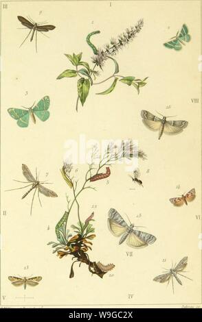Immagine di archivio da pagina 176 di Lépidoptérologie (1881) Foto Stock
