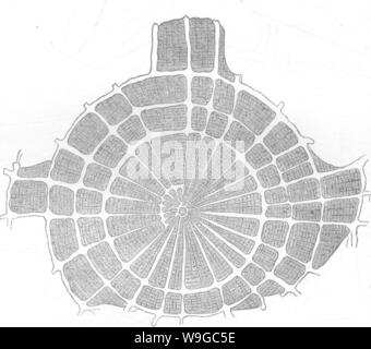 Immagine di archivio da pagina 176 di legname e di alcuni dei suoi Foto Stock