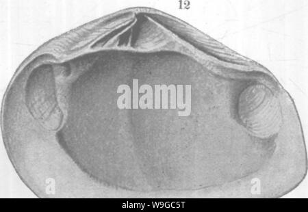 Immagine di archivio da pagina 176 di molluschi e crostacei del Foto Stock