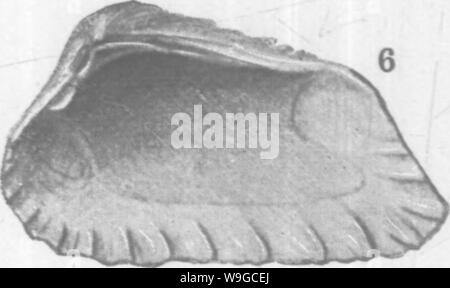 Immagine di archivio da pagina 179 di molluschi e crostacei del Foto Stock