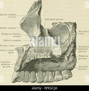 Immagine di archivio da pagina 180 di Cunningham il libro di testo di anatomia (1914). Cunningham il libro di testo di anatomia cunninghamstextb00cunn Anno: 1914 ( IL MAXILLAEY ossa. 147 o postero - superficie laterale è separato in precedenza da arrotondato il bordo libero, che costituisce il margine anteriore cresta per mezzo concha medio meato processo frontale anteriore della colonna vertebrale nasale processo Palatino Fig. 158.-Il diritto mascella (aspetto mediale). Il infra - temporale orbitale l'aspetto da un del inferiore fessura orbitale nel cranio articolato. Un Inferiorlyand- teriorly è separata dalla superficie anteriore da zygomati Foto Stock