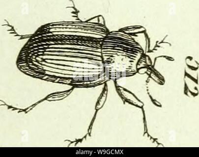 Immagine di archivio da pagina 182 di [Curculionidae] (1800) Foto Stock